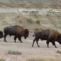 Bisons im Theodore Roosevelt National Park, North Dakota