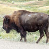 Bison im Theodore Roosevelt National Park, North Dakota