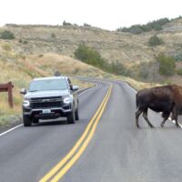 Bison im Theodore Roosevelt National Park, North Dakota