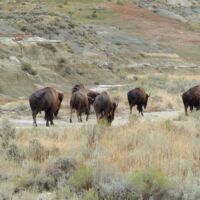 Bisons im Theodore Roosevelt National Park, North Dakota