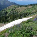 Wilde Schönheiten des Nordwestens Hurricane Ridge im Olympic National Park, Washington