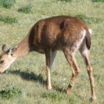 Wilde Schönheiten des Nordwestens Schwarzwedelhirsch (Blacktail Deer)