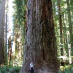 Wilde Schönheiten des Nordwestens Riesenbaum im Jedediah Smith Redwoods State Park, Kalifornien