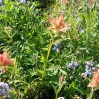 Blumenwiese auf dem Mount Rainier, Washington Blumenwiese auf dem Mount Rainier, Washington