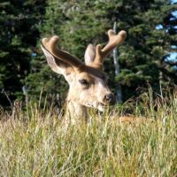 Hurricane Ridge im Olympic National Park, Washington<br>
Schwarzwedelhirsch (Blacktail Deer) Schwarzwedelhirsch (Blacktail Deer)