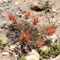 Blumen auf dem Paulina Peak im Newberry National Volcanic Monument Park, Oregon Blumen auf dem Paulina Peak im Newberry National Volcanic Monument Park, Oregon