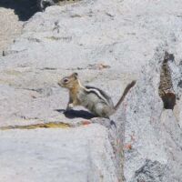 Chipmunk (Streifenhörnchen) Chipmunk (Streifenhörnchen)