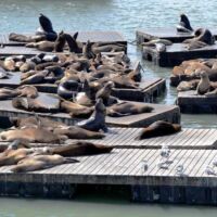 Seelöwen auf Pier 39 in San Francisco, California