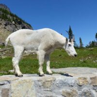 Schneeziege am Logan Pass im Glacier National Park, Montana