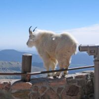 Bergziege auf dem Mount Evans, Colorado