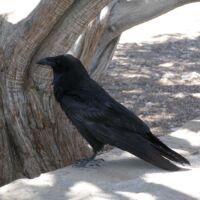 Schwarzer Vogel (Krähe) im Grand Canyon National Park, Arizona