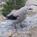 Weißer Vogel im Rocky Mountain National Park, Colorado