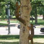 Eichhörnchen in Downtown Denver, Colorado