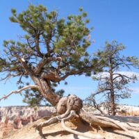 Bryce Canyon National Park, Utah Bryce Canyon National Park, Utah