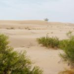 Algodones Dunes in der Colorado-Wüste, Kalifornien