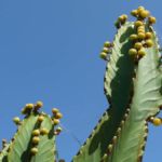 Kaktus im San Diego Old Town State Park, Kalifornien