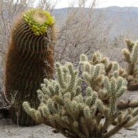 Kaktus im Anza-Borrego Desert State Park, Kalifornien