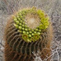 Kaktus im Anza-Borrego Desert State Park, Kalifornien