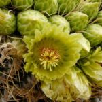 Kaktus im Anza-Borrego Desert State Park, Kalifornien