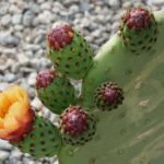 Kaktus in Yuma, Arizona