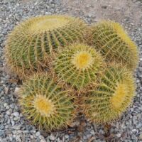 Kaktus in Yuma, Arizona