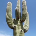 Kaktus im Organ Pipe Cactus National Monument, Arizona