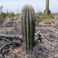 Kaktus im Organ Pipe Cactus National Monument, Arizona