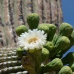 Kaktus im Saguaro National Park, Arizona