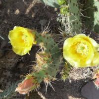 Kaktus im Saguaro National Park, Arizona