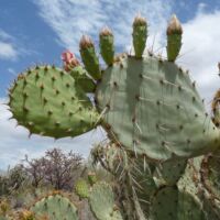 Kaktus im Saguaro National Park, Arizona