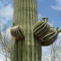 Kaktus im Saguaro National Park, Arizona