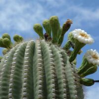 Kaktus im Saguaro National Park, Arizona