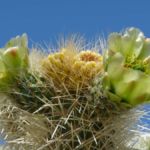 Kaktus im Joshua Tree National Park, Kalifornien