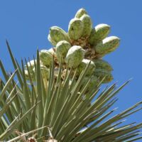 Kaktus im Joshua Tree National Park, Kalifornien