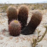 Anza-Borrego Desert State Park, Kalifornien