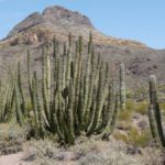 Organ Pipe Cactus National Monument, Arizona