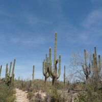 Saguaro National Park, Arizona