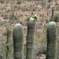 Saguaro National Park, Arizona