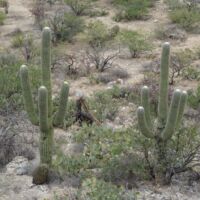 Saguaro National Park, Arizona