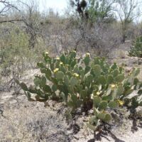 Saguaro National Park, Arizona