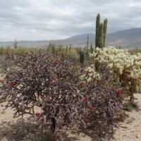 Saguaro National Park, Arizona