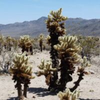 Joshua Tree National Park, Kalifornien