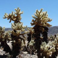 Joshua Tree National Park, Kalifornien