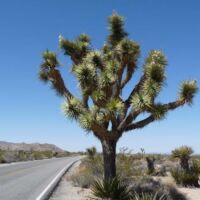 Joshua Tree National Park, Kalifornien