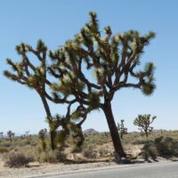 Joshua Tree National Park, Kalifornien