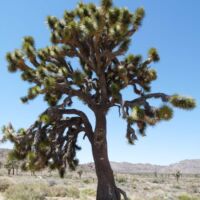 Joshua Tree National Park, Kalifornien
