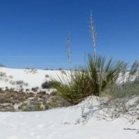White Sands National Park in New Mexico White Sands National Park in New Mexico