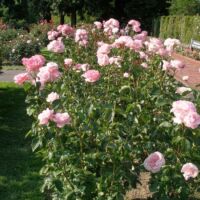 International Rose Test Garden im Washington Park Portland, Oregon