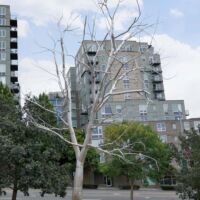 "Split" von Roxy Paine