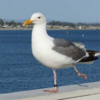 Möwe auf der Santa Cruz Wharf, Kalifornien